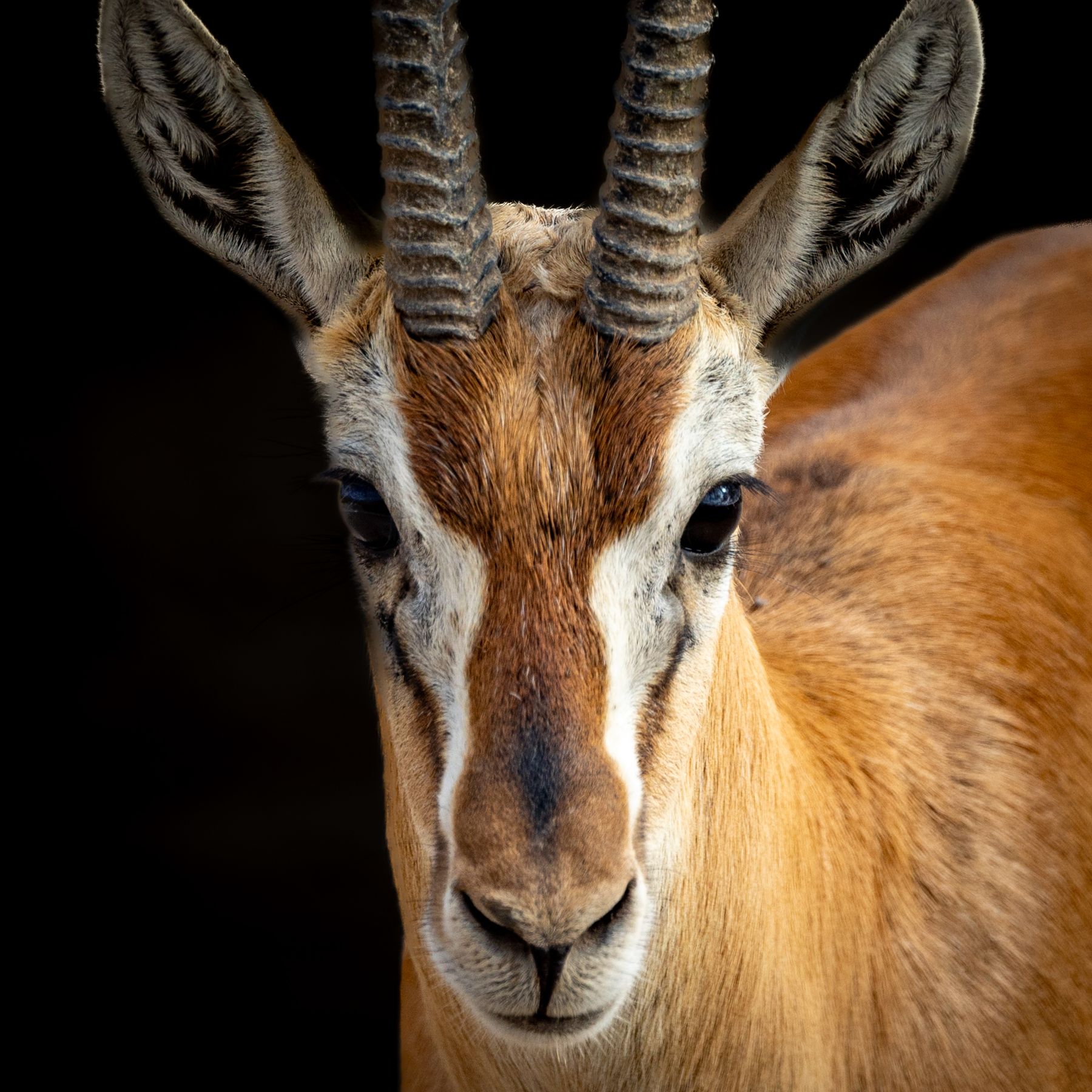 This Springbok Was Ready For Her Closeup